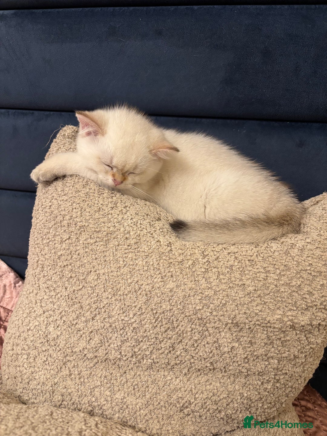 British Shorthair cats for sale: British Shorthair golden and silver - Image 8