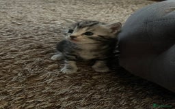 Mixed Breed cats for sale: Beautiful Kittens inc Ginger Girl - Image 5