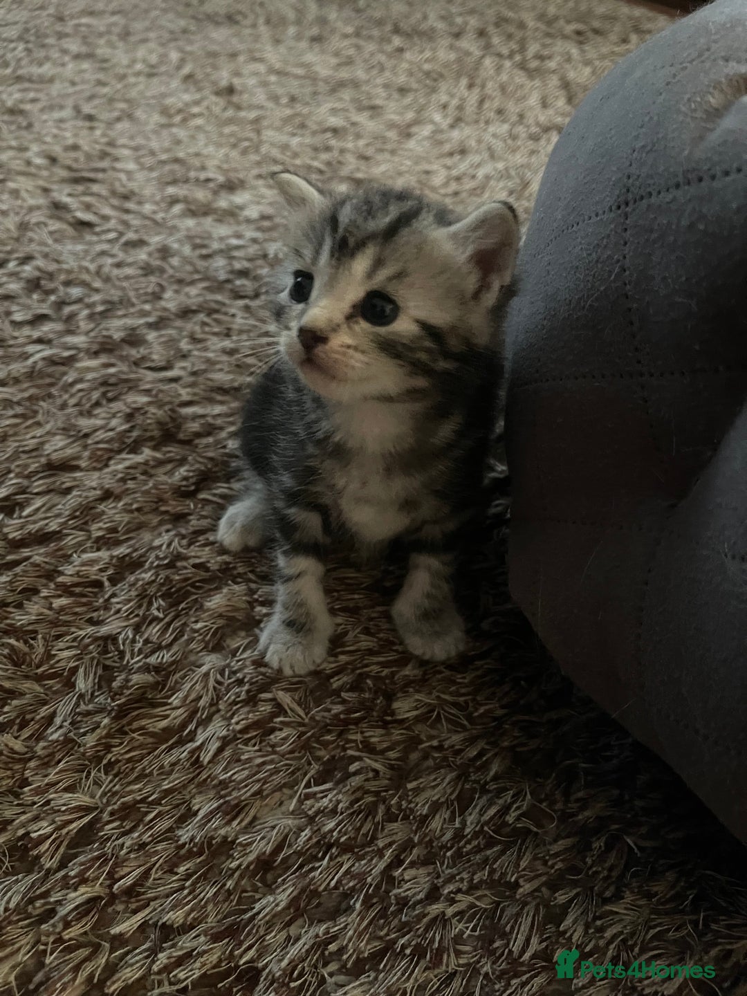 Mixed Breed cats for sale: Beautiful Kittens inc Ginger Girl - Image 5
