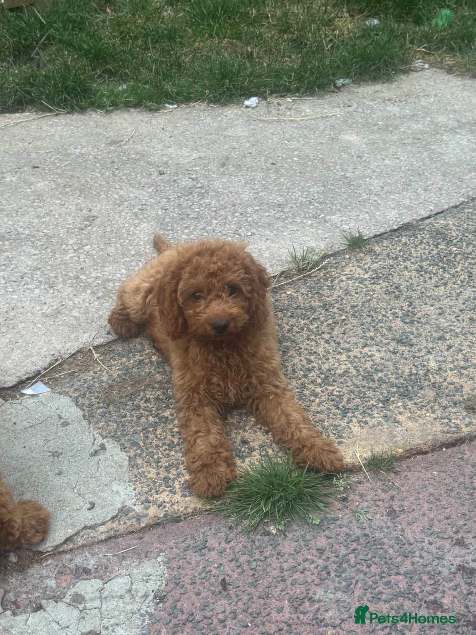 Cockapoo dogs 2 remaining - Reduced price Parents Health Checked - Advert 1