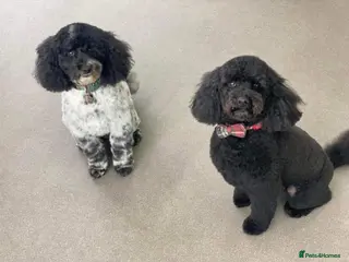 Poochon dogs Poochon boys looking for a new home - Advert 7