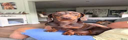 Miniature Dachshund dogs for sale: 2 MINIATURE DACHSHUND FOR REHOMING - Advert 3