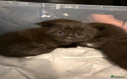 British Shorthair cats for sale: Stunning British Shorthair X Kittens  - Image 4