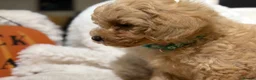 Poochon dogs for sale: Stunning litter of poochons ready now - Advert 22