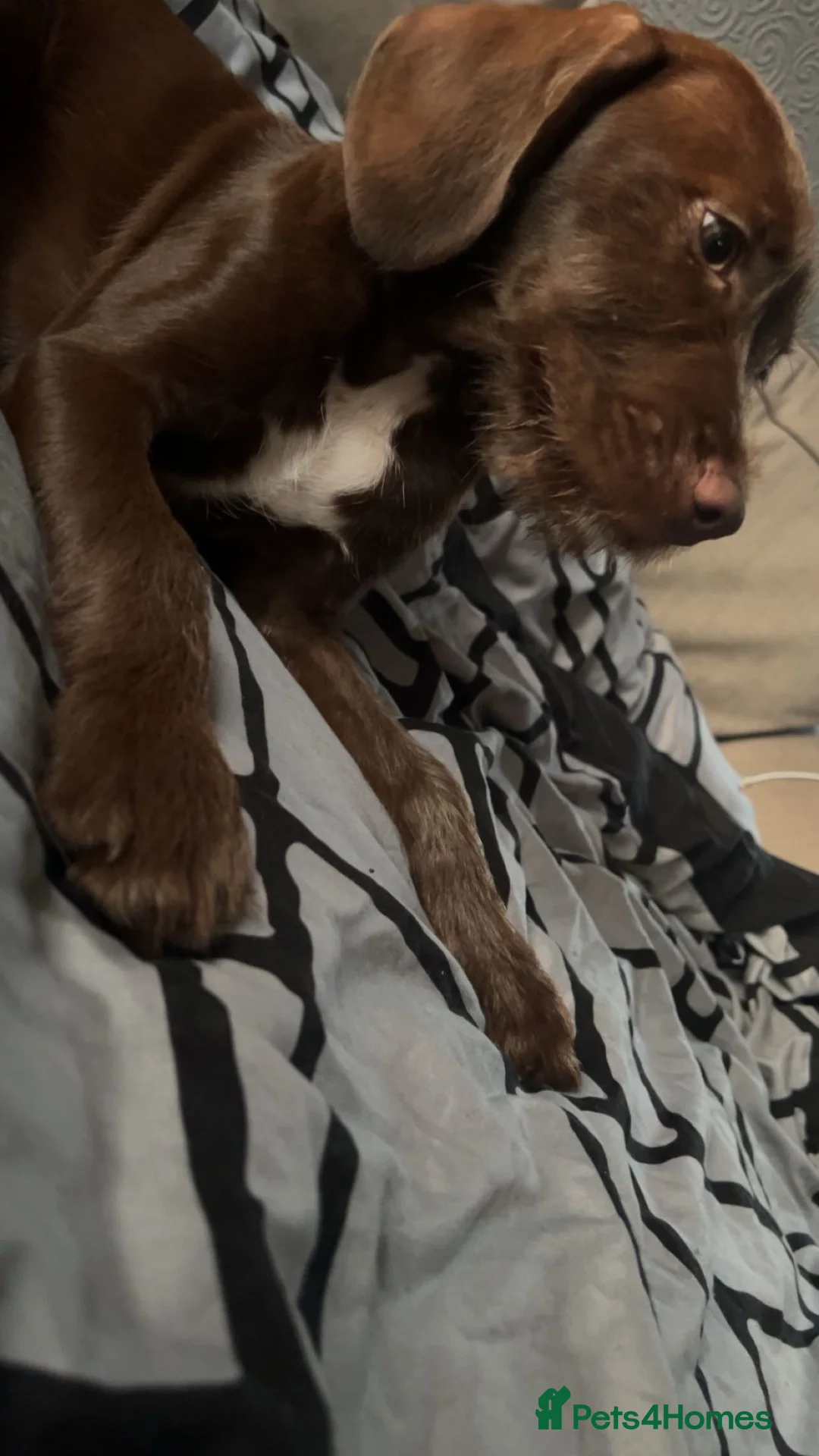 Mixed Breed dogs for sale: Cockapoo x Staffordshire Bull Terrier  in Carterton - Advert 2