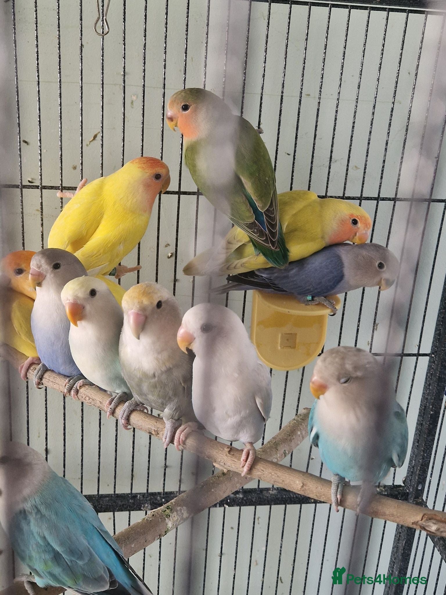 Lovebirds birds Baby peach face lovebirds - Advert 3