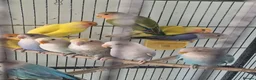 Lovebirds birds for sale: Baby peach face lovebirds - Advert 1