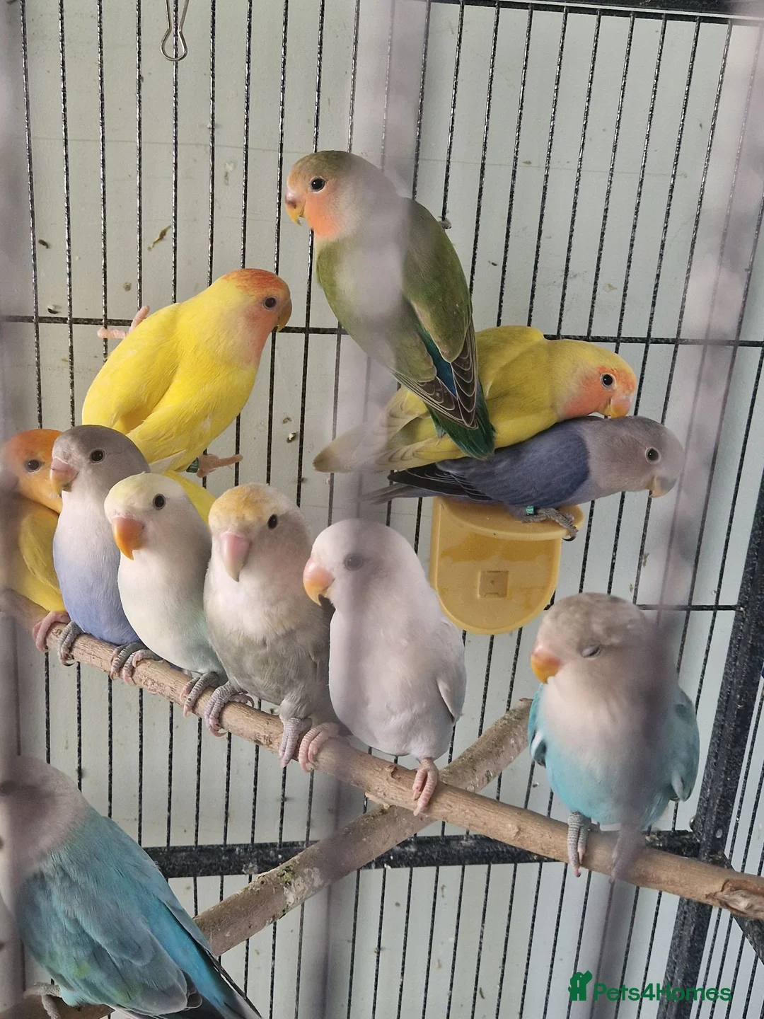 Lovebirds birds for sale: Baby peach face lovebirds - Advert 1