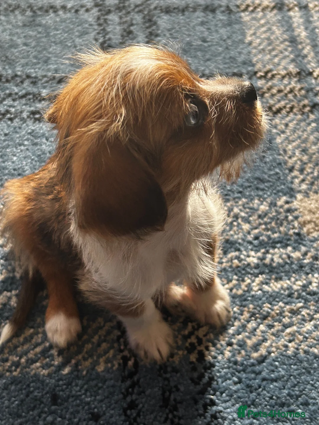 Jackshund dogs for sale: Beautiful fluffy jack Russell cross  - Advert 1