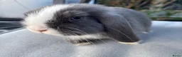 Mini Lop rabbits for sale: Purebred Mini Lops ready now - Advert 4