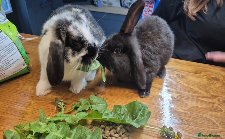 Mini Lop rabbits - Advert 14