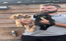 Cocker Spaniel dogs for sale: Gorgeous litter of cocker spaniels 2 boys 1 girl  - Image 6