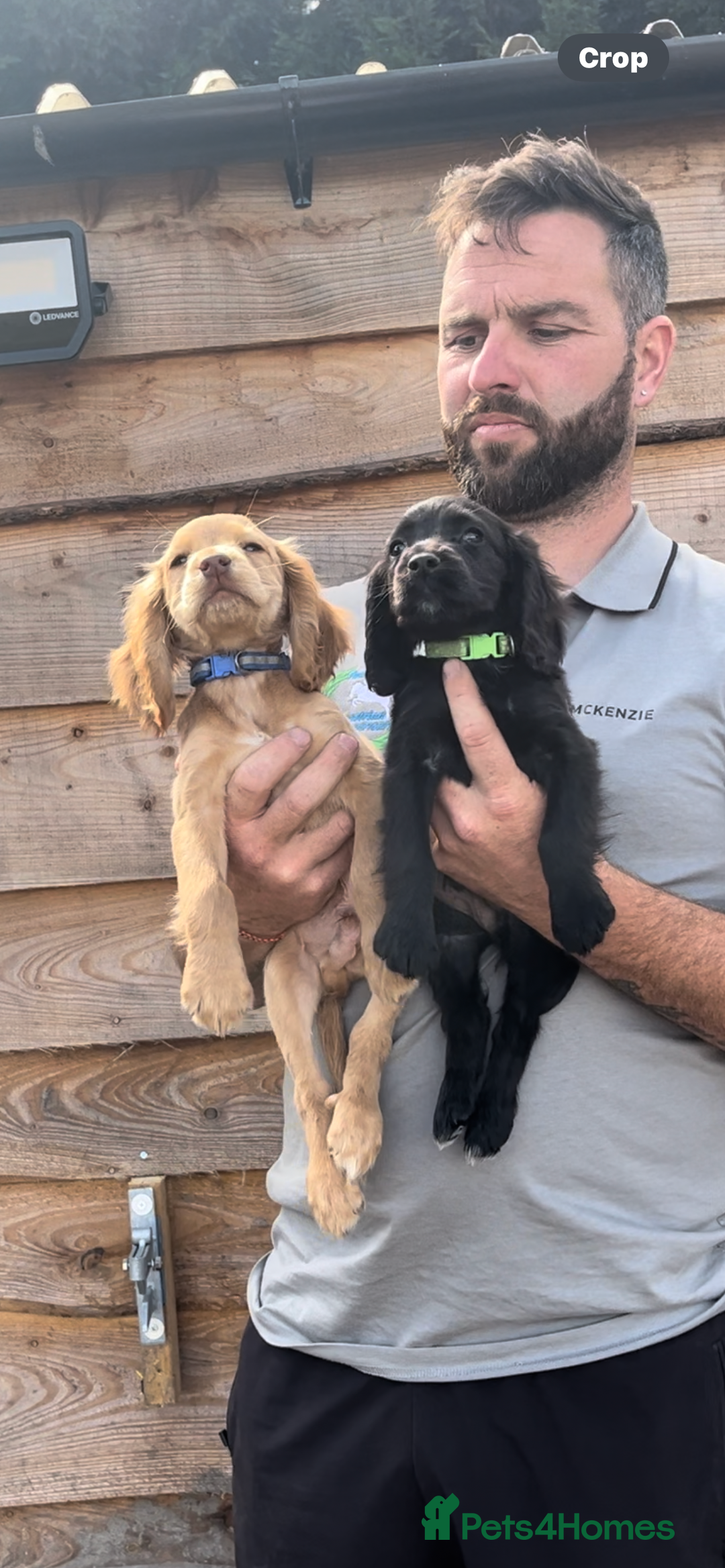 Cocker Spaniel dogs for sale: Gorgeous litter of cocker spaniels 2 boys 1 girl  - Image 6