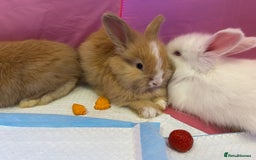 Angora rabbits for sale: English full faced Angora babies  - Image 7