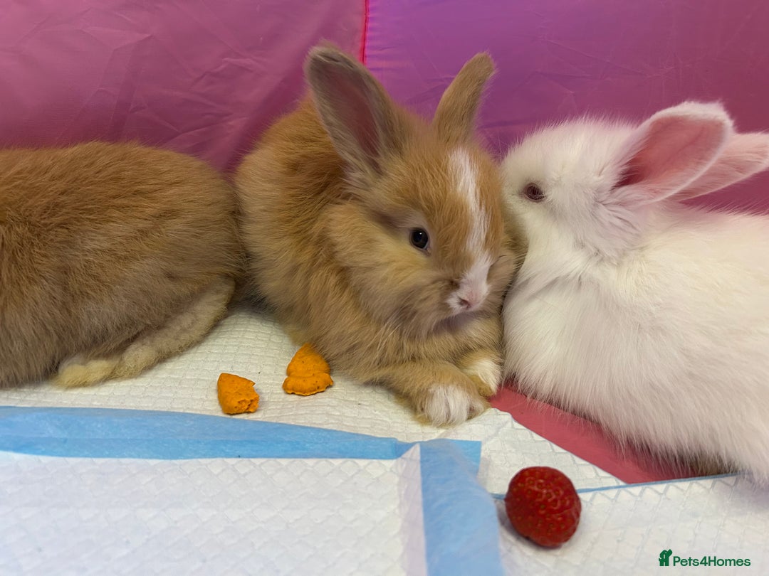 Angora rabbits for sale: English full faced Angora babies  - Image 7