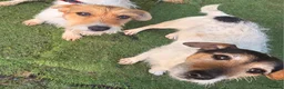 Jack Russell dogs for sale: Jack russell pups  in Stevenston - Advert 24