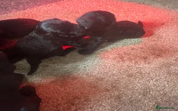 Cockapoo dogs for sale: Cockerpoo - Advert 4