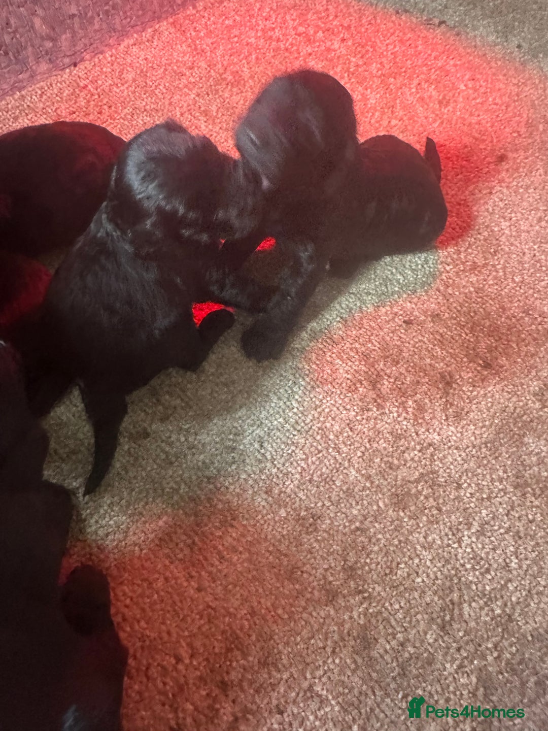 Cockapoo dogs for sale: Cockerpoo - Advert 4