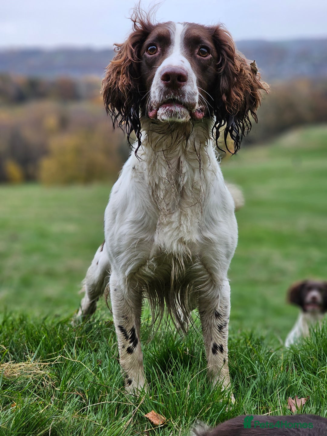 English Springer Spaniel dogs for stud: English Springer Spaniel Stud in Derby - Advert 19
