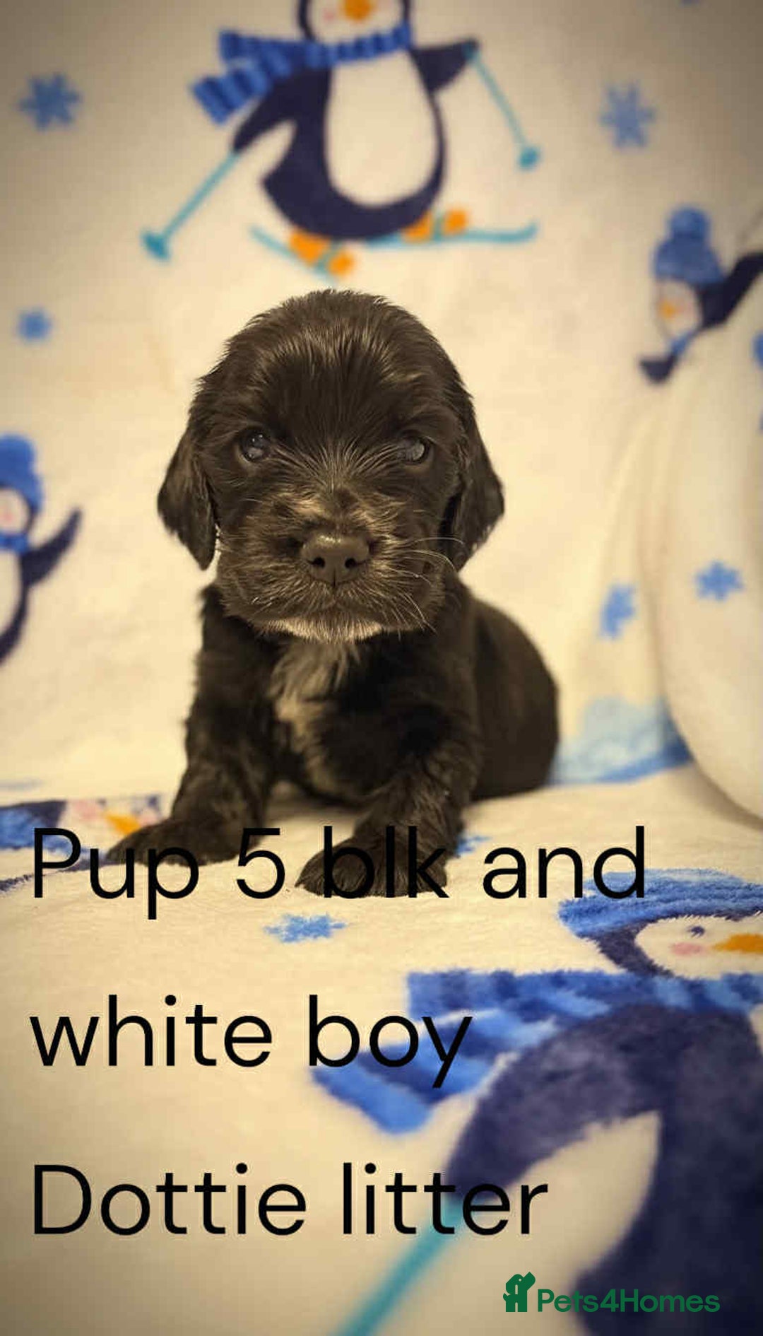 Cocker Spaniel dogs for sale: Beautiful show cocker puppies  - Advert 17