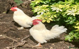 Chickens poultry for sale: WHITE PEKIN BANTAM COCKEREL - Image 2