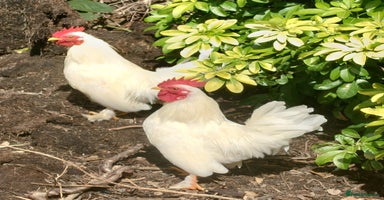 Chickens poultry - Advert 1