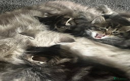 Ragdoll cats for sale: Ragdoll x Maincoone loving babies - Image 12
