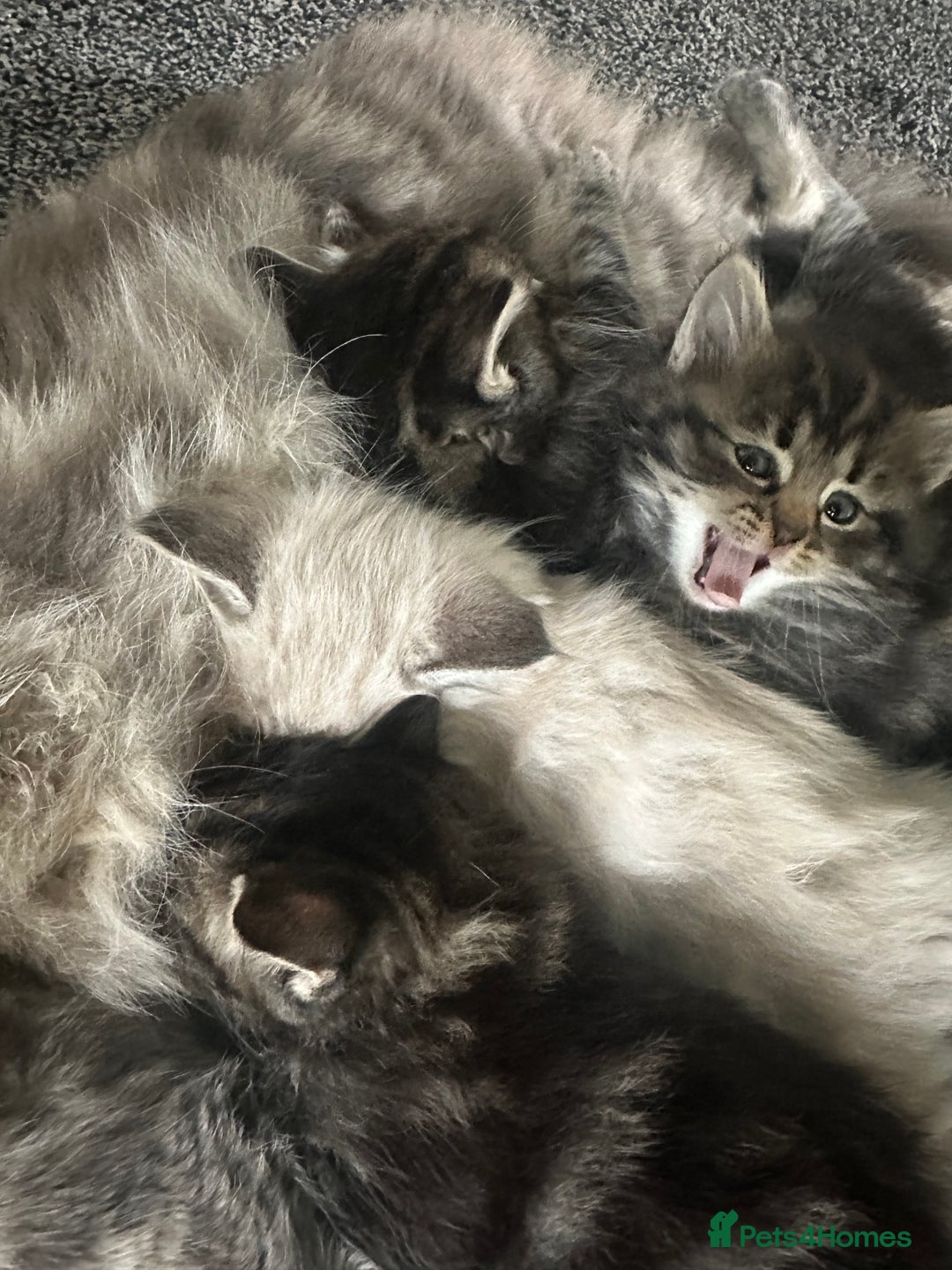 Ragdoll cats for sale: Ragdoll x Maincoone loving babies - Image 12