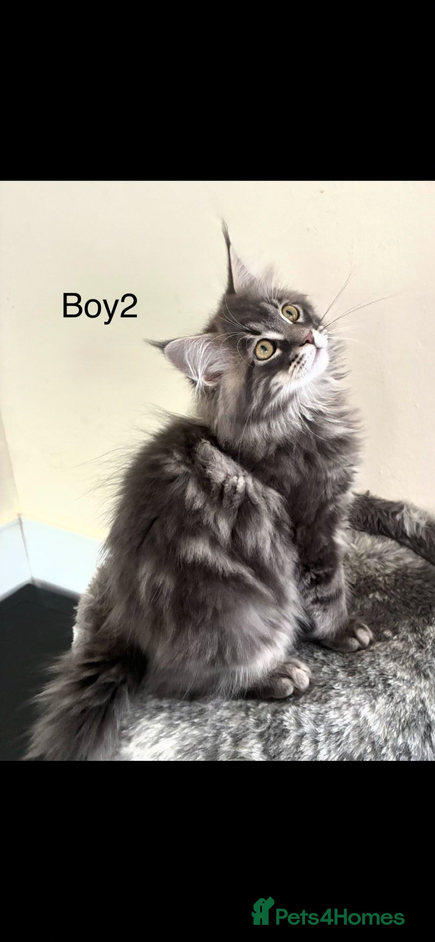 Maine Coon cats Pure breed Maine coon kittens  - Advert 1