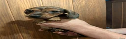 Miniature Dachshund dogs for sale: Red brindle miniature smooth dachshunds  in Swindon - Advert 8