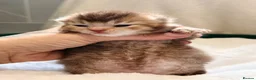 British Shorthair cats for sale: TICA reg kittens  - Advert 6