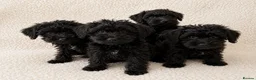 Schnoodle dogs for sale: Beautiful Miniature Schnauzer × Toy Poodle Puppies in Brentwood - Advert 6