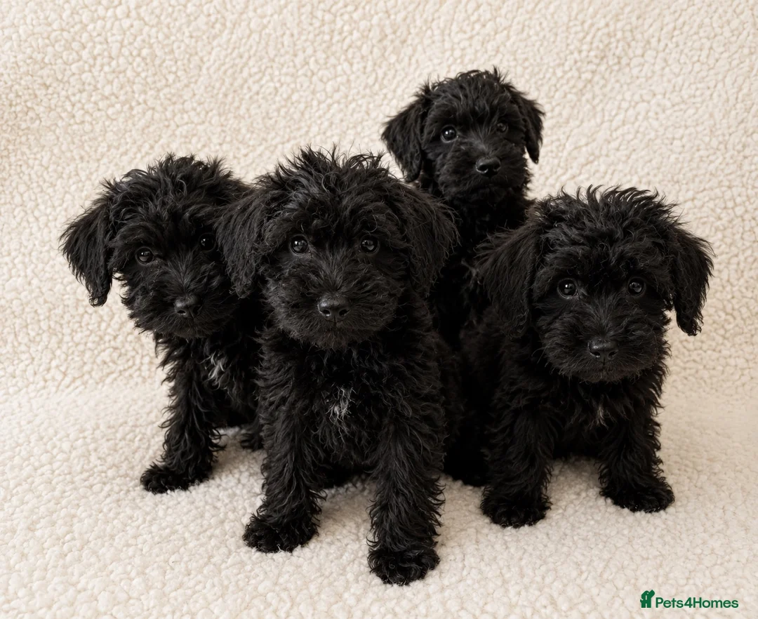 Schnoodle dogs for sale: Beautiful Miniature Schnauzer × Toy Poodle Puppies in Brentwood - Advert 6