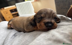 Dachshund dogs for sale: 3 gorgeous Teckel Dachshunds - Image 4