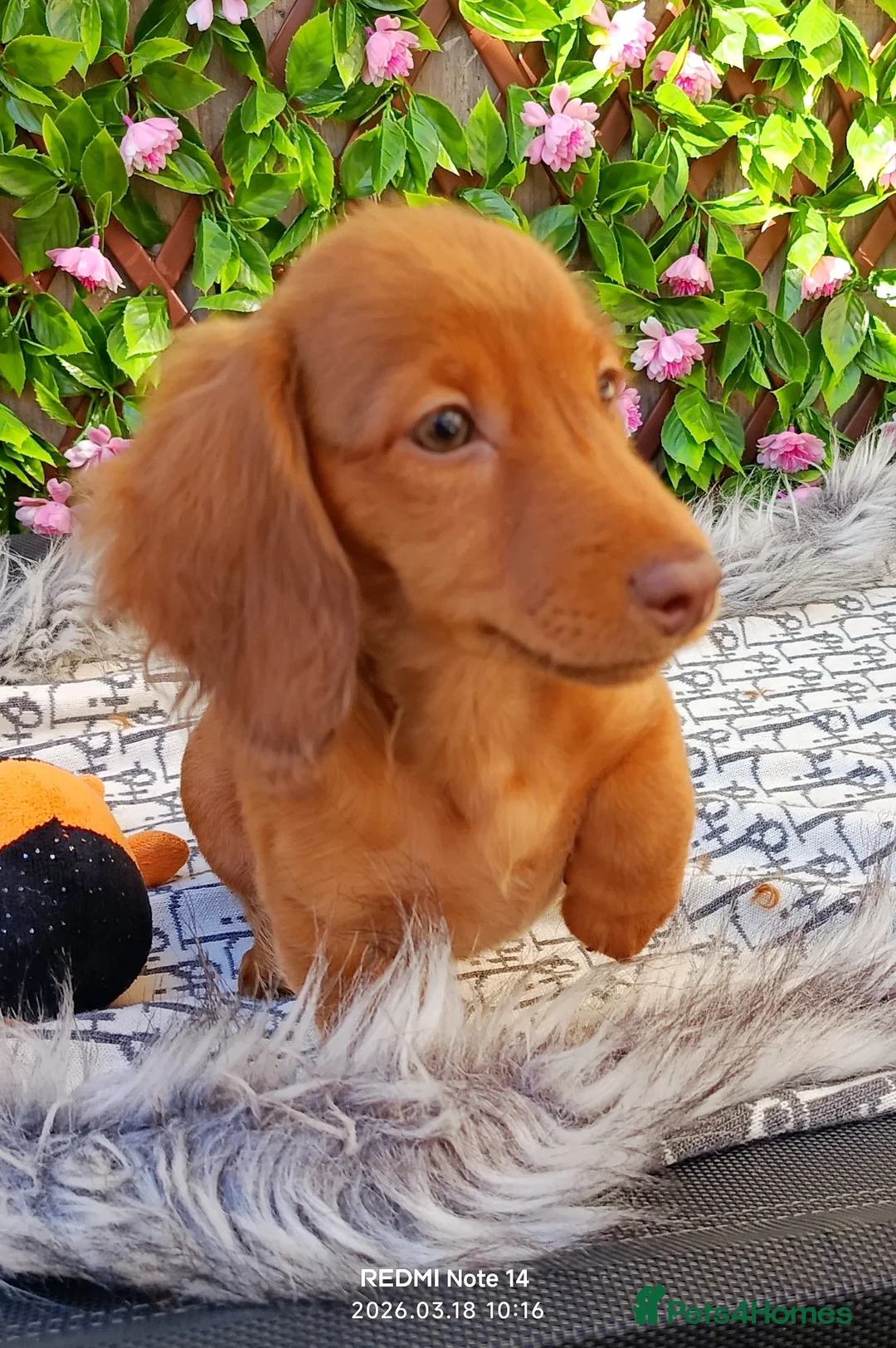 Dachshund dogs for sale: FULLY VAX  MINI DAXIS PRA KC REG  - Advert 1