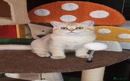 Scottish Fold cats for sale: Scottish straight boy ready to leave - Image 25