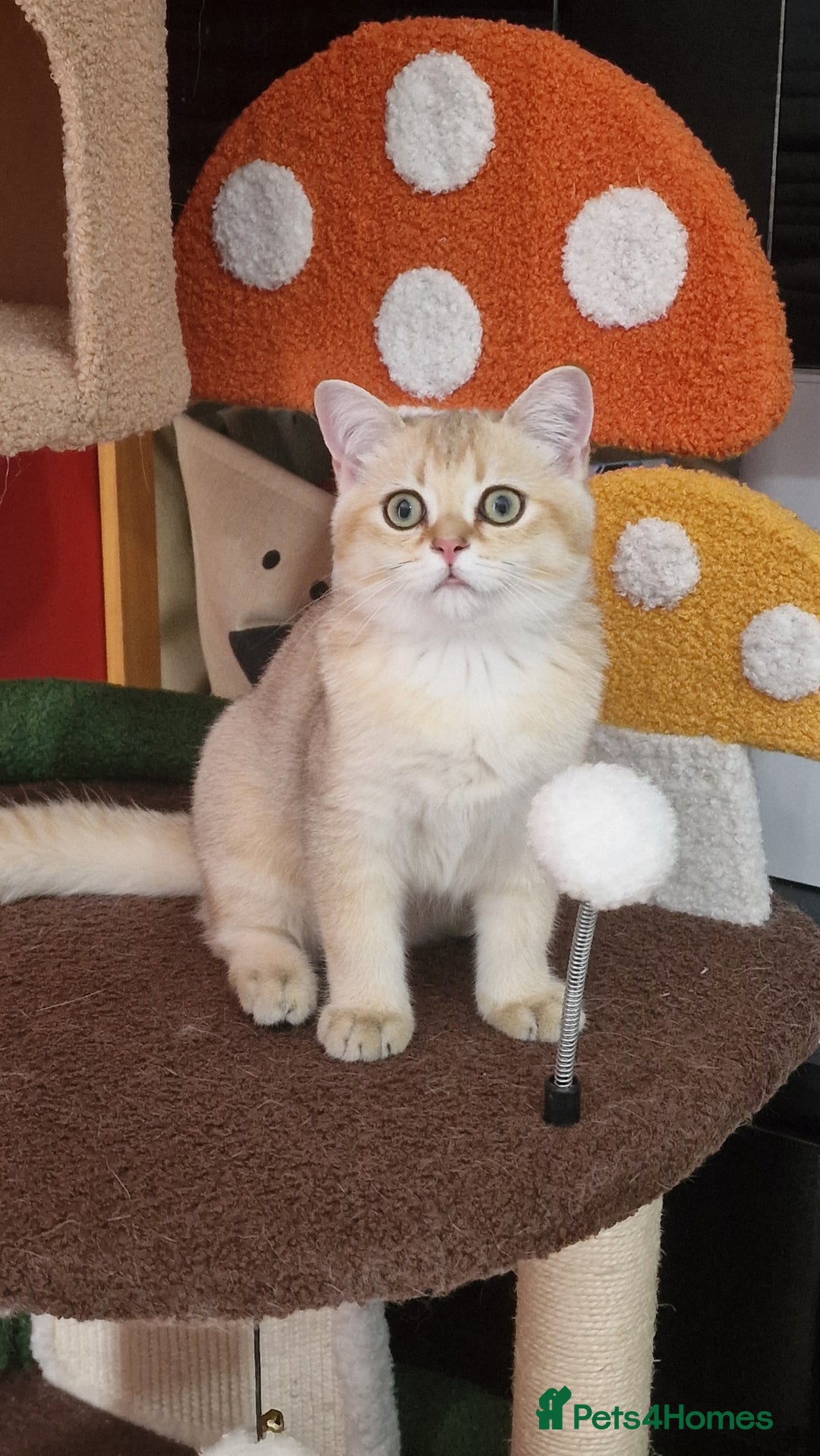 Scottish Fold cats for sale: Scottish straight boy ready to leave - Image 25