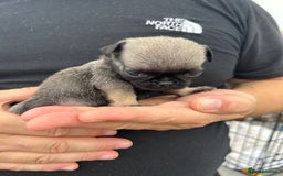 Pug dogs for sale: Fluffy Pug puppies  - Image 11