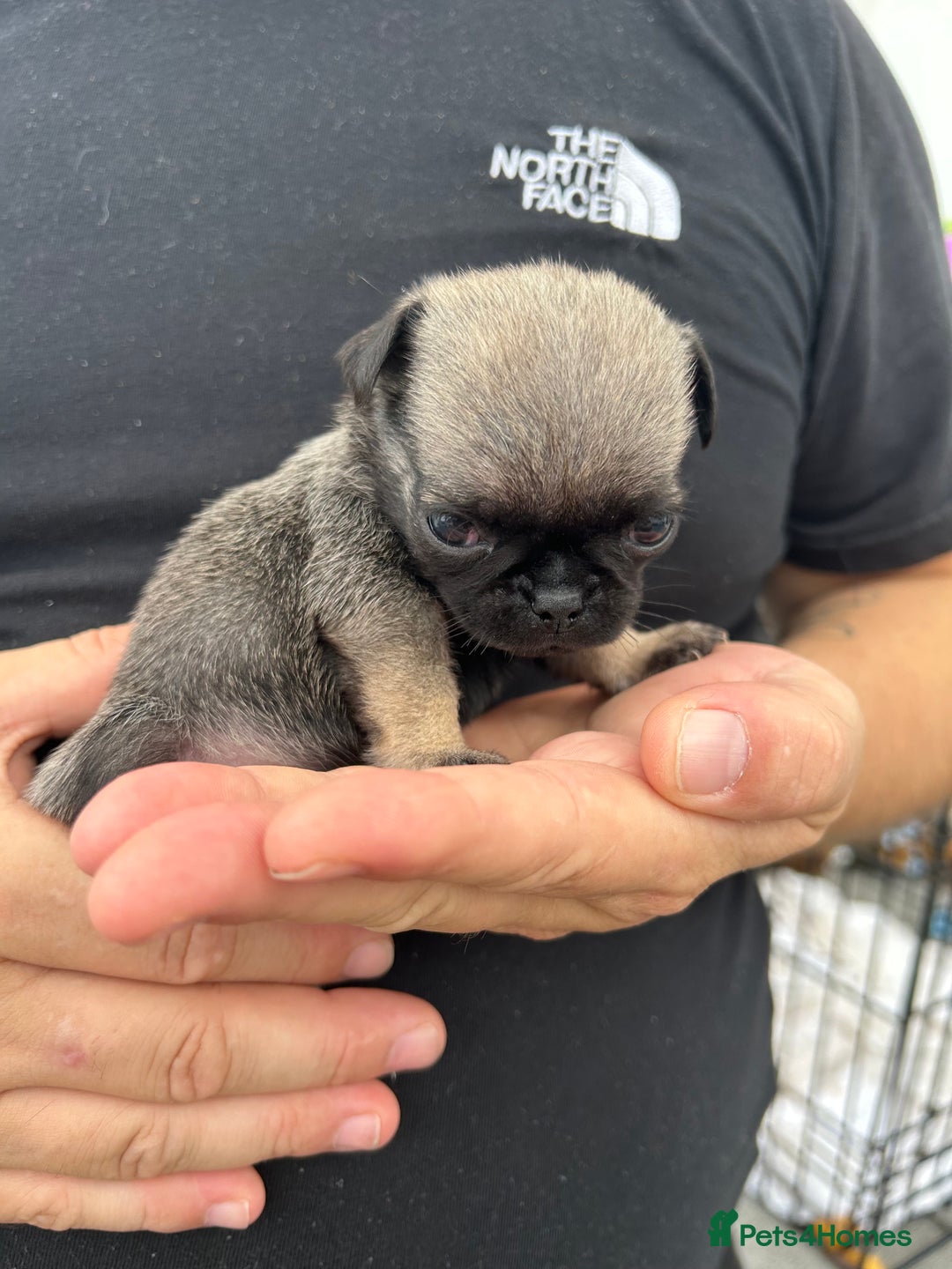 Pug dogs for sale: Fluffy Pug puppies  - Image 11