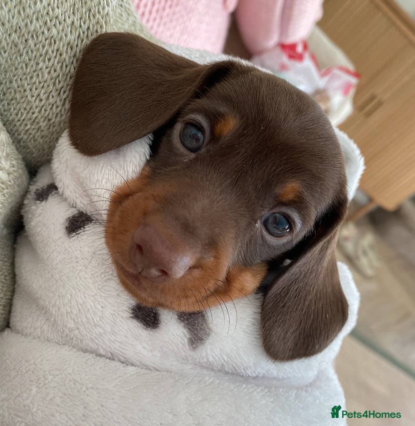 Dachshund dogs Miniature dachshund puppies Smooth haired  - Advert 1