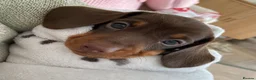 Dachshund dogs for sale: Miniature dachshund puppies Smooth haired  - Advert 1
