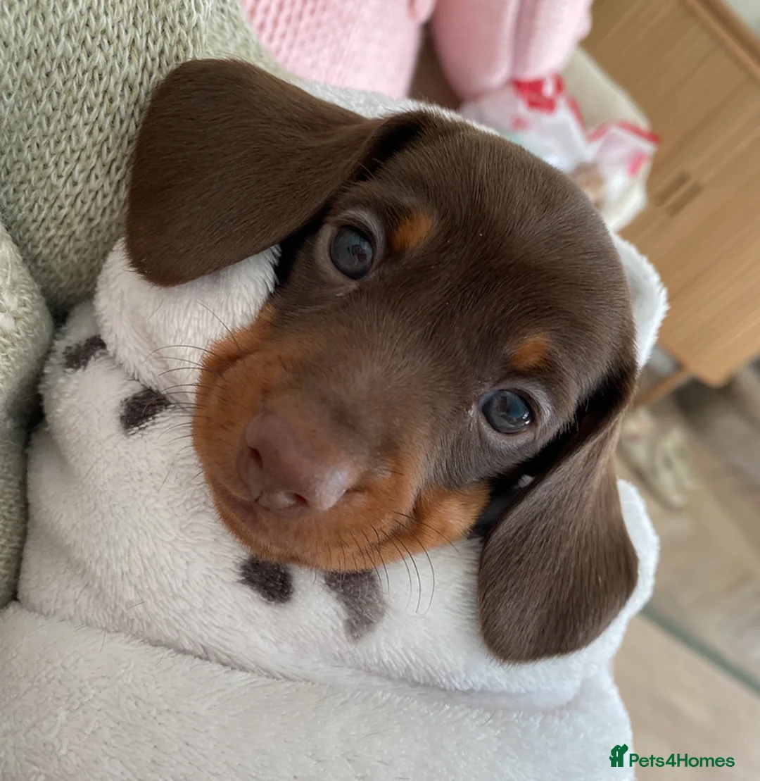 Dachshund dogs for sale: Miniature dachshund puppies Smooth haired  - Advert 1