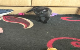 British Shorthair cats for sale: 3 Beautiful kittens  - Image 12
