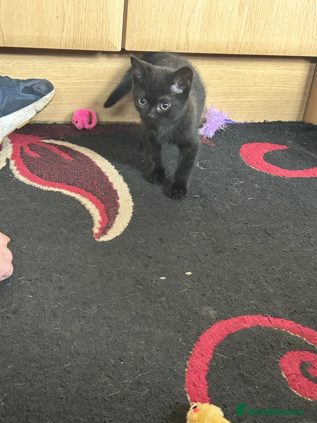 British Shorthair cats for sale: 3 Beautiful kittens  - Image 12