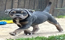 Olde English Bulldogge dogs for stud: Olde English bulldog stud  - Image 5