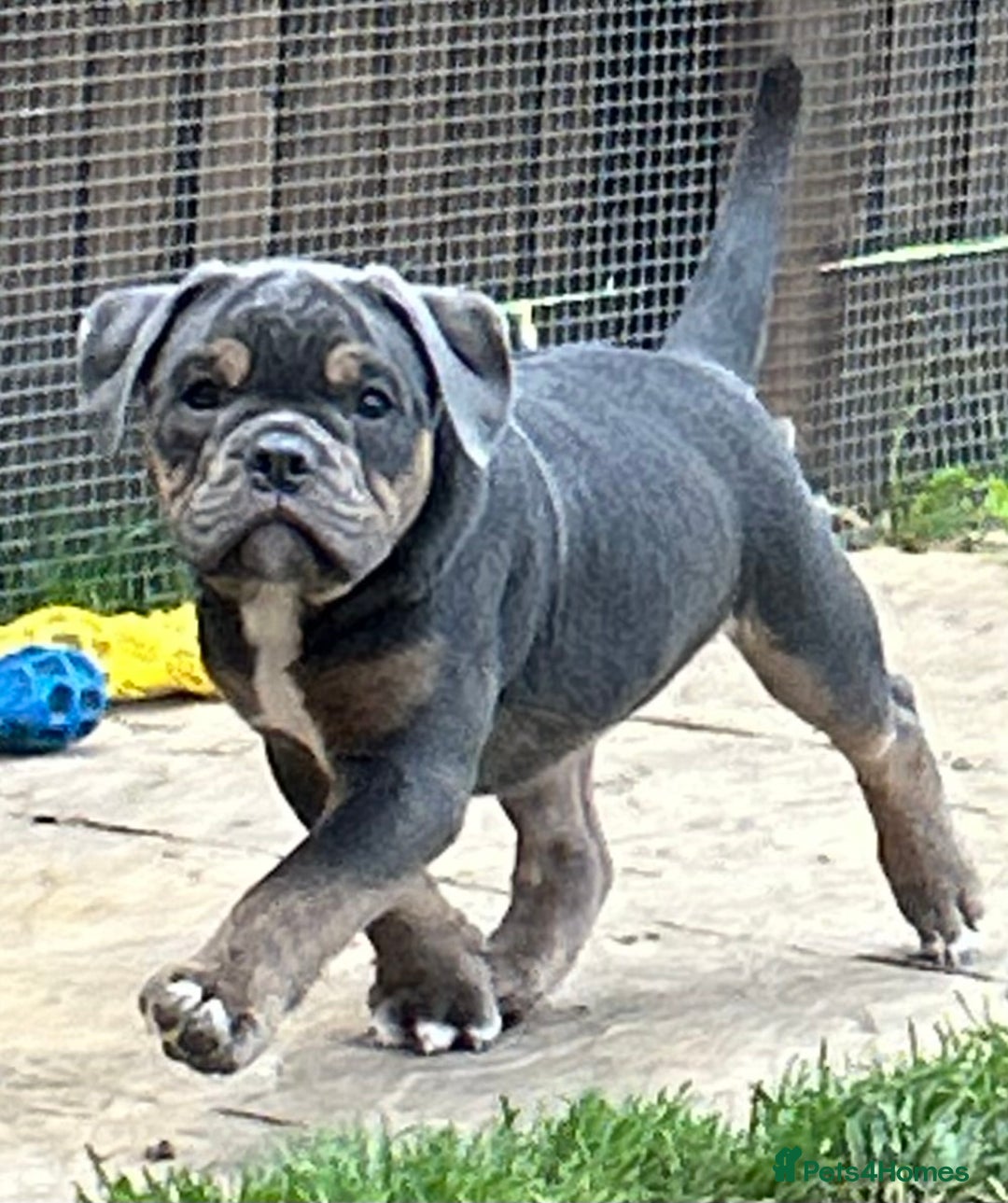 Olde English Bulldogge dogs for stud: Olde English bulldog stud  - Image 5