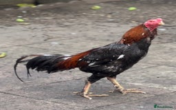 Chickens poultry for sale: Rampuri x Sindhi Aseel  - Image 4