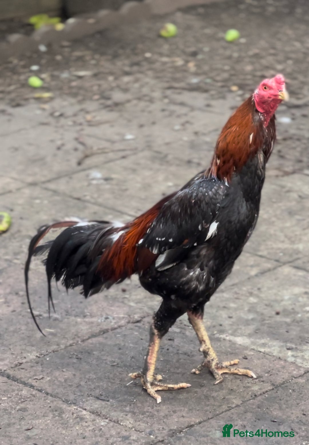 Chickens poultry for sale: Rampuri x Sindhi Aseel  - Image 4
