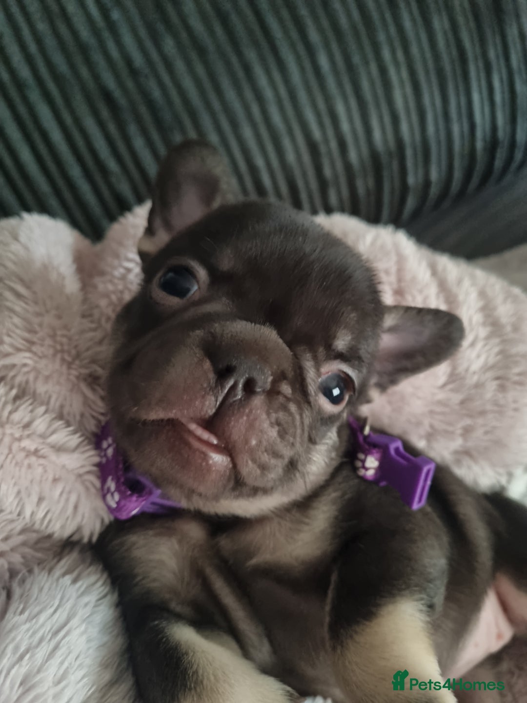 French Bulldog dogs for sale: 6 beautiful French bulldogs  - Advert 7