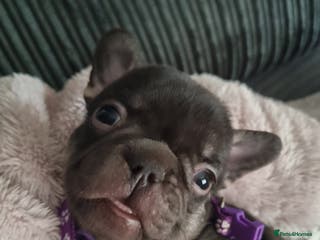 French Bulldog dogs 6 beautiful French bulldogs - Advert 6